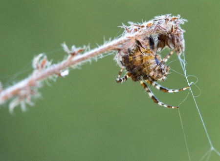 Spider on his web  Close up  Animals themeの写真素材