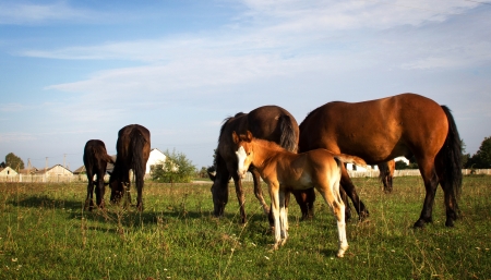 Foal and group of horses on summer field backgroundの写真素材