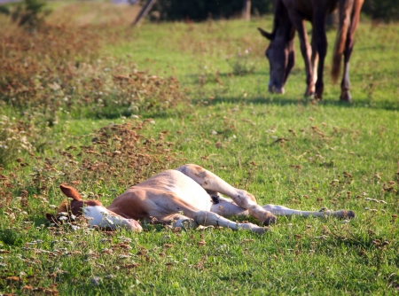 Foal lying on summer pastureの写真素材