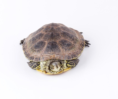 Turtle hiding in shell isolated on white backgroundの写真素材