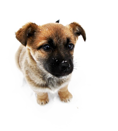 Puppy isolated posing  Close upの写真素材