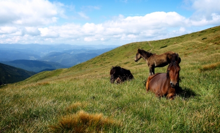 Horses in mountains on cloudy sky background  Carpathiansの写真素材