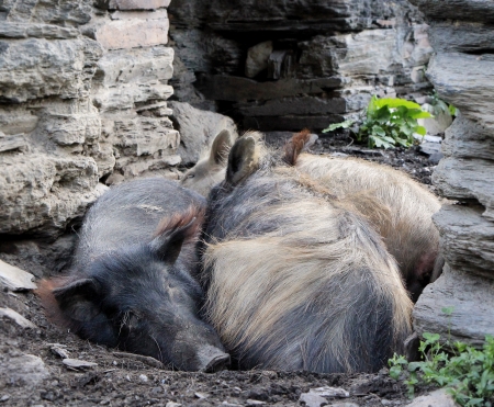 Pigs lying on the ground on stone wall backgroundの写真素材