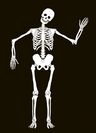 Funny vector skeleton isolated over black. Halloween designのイラスト素材