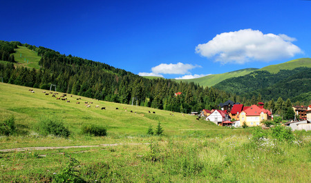 Mountain resort. Cows grazing. Carpathians. Ukraine.の写真素材