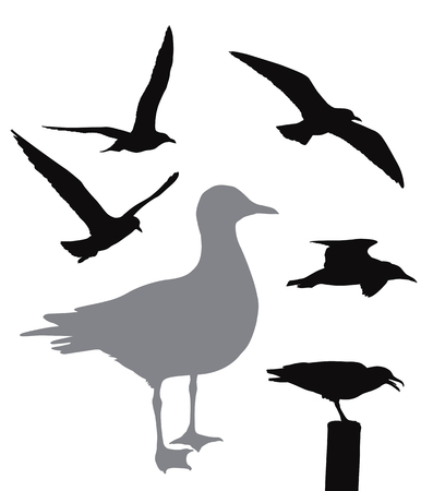 Vector seagull collectionのイラスト素材