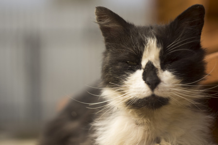 Lonely sick homeless cat with one eyeの写真素材