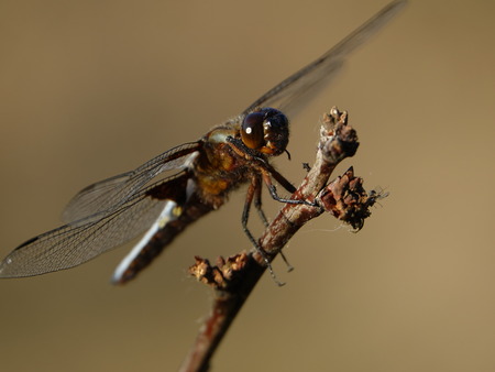 Dragonfly lands on a branchの写真素材