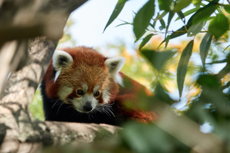Red panda on a tree closeup in the zooの写真素材