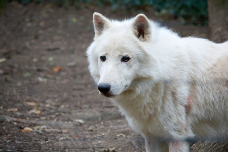 Alone white wolf in the forest closeup.の写真素材