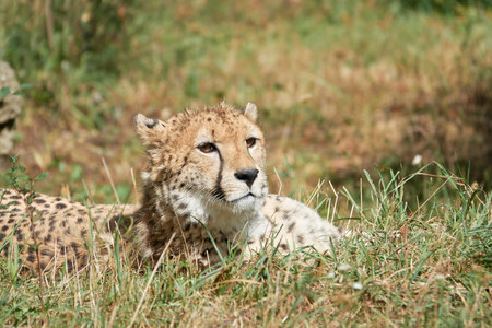 Cheetah lies in the grass and waits for prey closeup.の写真素材