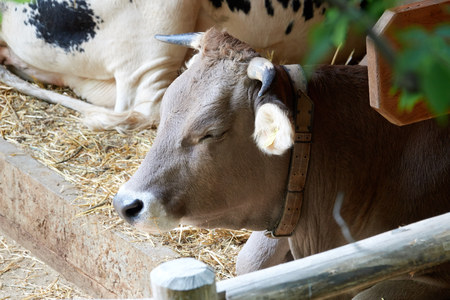 Beautiful cow with closed eyes on the farm clouseup.の写真素材