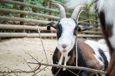 Smiling cheerful goat on the farm closeupの写真素材
