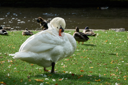White swan close-up with metal ring-marker on the paw.の写真素材