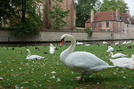 A white swan on the lawn surrounded by other swans and ducks is a favorite tourist destination in the town of Bruges.の写真素材