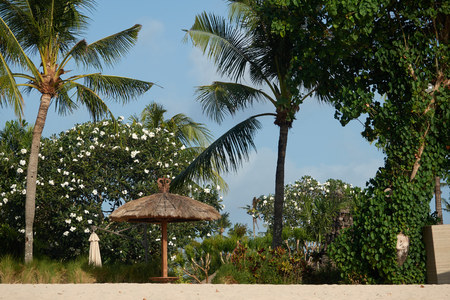 Paradise resting place on the beach under the palms.の写真素材