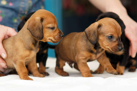 Two black and two red cute dachshund puppies in woman handsの写真素材
