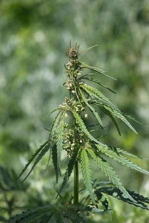 inflorescence of hemp closeup with blurred backgroundの写真素材