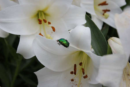 green beetleの写真素材