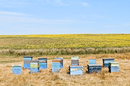 Apiary near the sunflower field
