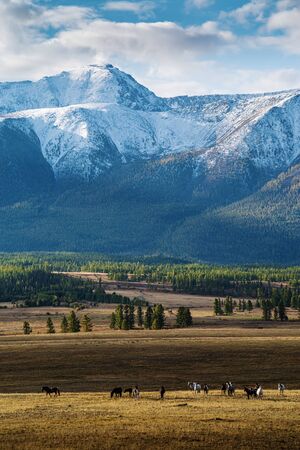 Herd of horses in the morning Kurai steppe. Autumn in the Altai mountains. Russiaの写真素材