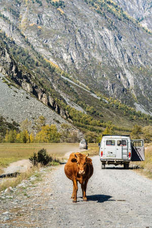 Chulyshman Valley, Altai Republic, Russia - September, 20, 2019: UAZ off-road minibus and a cow on a dirt road in a mountain valleyのeditorial素材