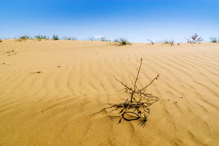 A section of the spring desert with sand dunes and sparse vegetation