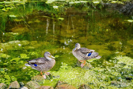 Two wild ducks on the coastal stones of a shallow steppe river. Bolshaya Karaganka River, Chelyabinsk Region, Russiaの写真素材