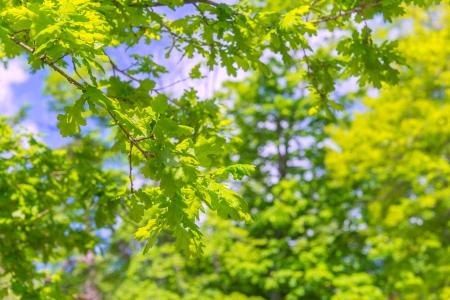Oak leaves on a blue sky with clouds backgroundの写真素材