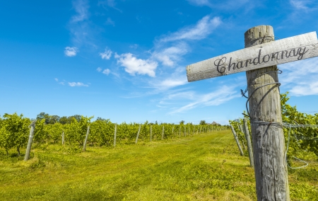 Rows of grapes  Blomidon Estate Winery, Nova Scotia, Canada の写真素材