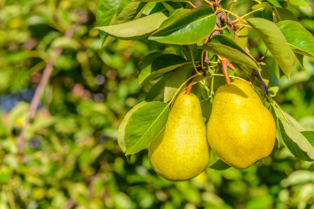 Two pears on tree branch   Annapolis Valley, Nova Scotia, Canada の写真素材