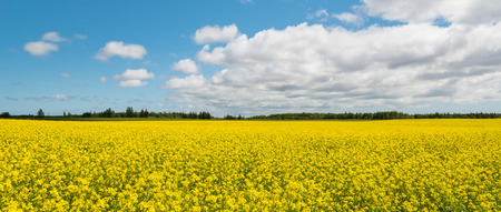 Panorama of yellow field rapeseed in bloom