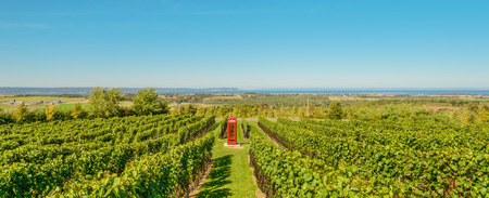 Panorama of rows of grapes before harvesting (Luckett Vineyards, Nova Scotia, Canada)の写真素材