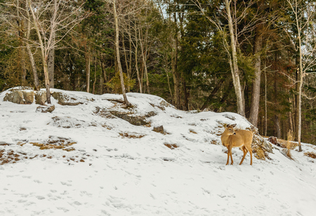 Young Deer (Safari Park Omega near Montebello,Quebec,Canada)の写真素材
