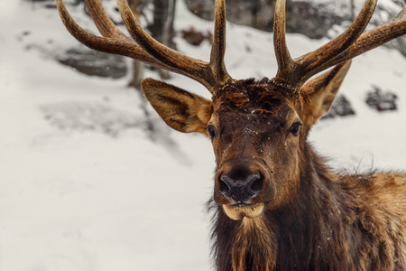 Close-up of a deer in the winter (Safari Park Omega near Montebello,Quebec,Canada)