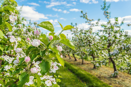 Apple garden blossom close up (Annapolis Valley, Nova Scotia, Canada)の写真素材