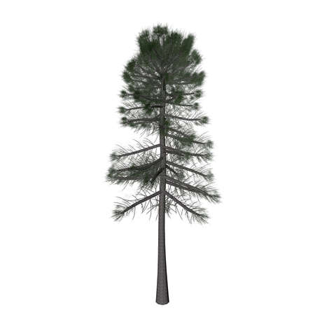 Pine tree. Nature. 3D rendering.の写真素材