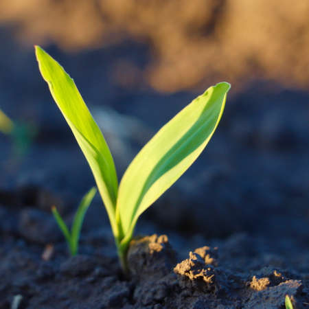 Green sprout in the ground. Grass petals. fertile soil. Spring sowing.の写真素材