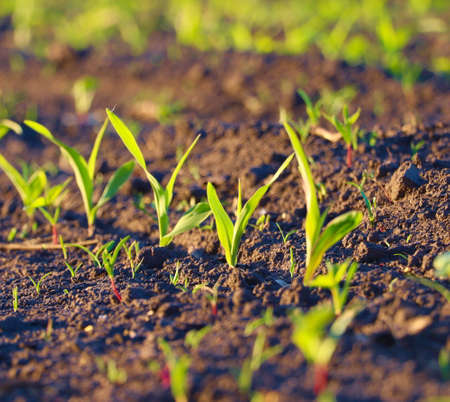 Green sprouts in the ground. Petals of grown culture. fertile soil. Spring sowing.
