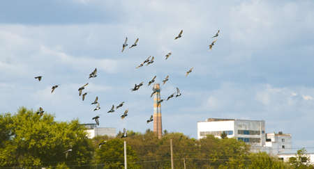 Flying birds on the background of the plant. Ecology and industry.の写真素材