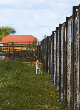 Iron village fence and a small dog.の写真素材