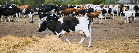 Cows and a haystack behind a fence. Farming or animal husbandry.