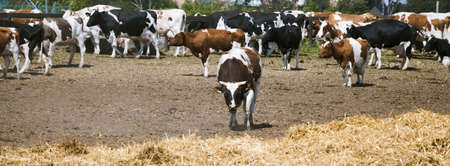 Cows and a haystack behind a fence. Farming or animal husbandry.の写真素材