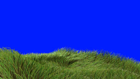Footage of simulated green grass on a blue background. 3D rendering.の写真素材
