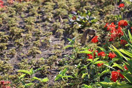 Flowers on the lawn in the city park.の写真素材