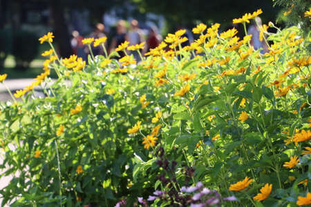 Flowers on the lawn in the city park.の写真素材