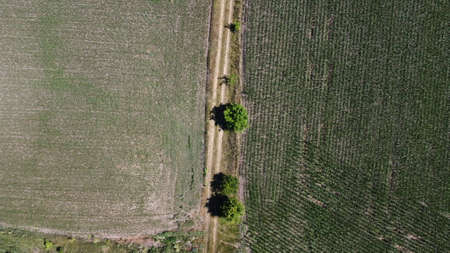 Dirt road in a field with trees. nature and agriculture.の写真素材