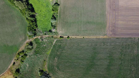 Dirt road in a field with trees. nature and agriculture.