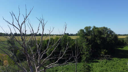 Withered tree against the background of green fields and vegetation. Ecology, drought and nature.の写真素材
