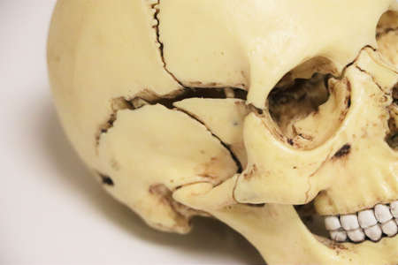 Model of a human skull. biology and anatomy.の写真素材